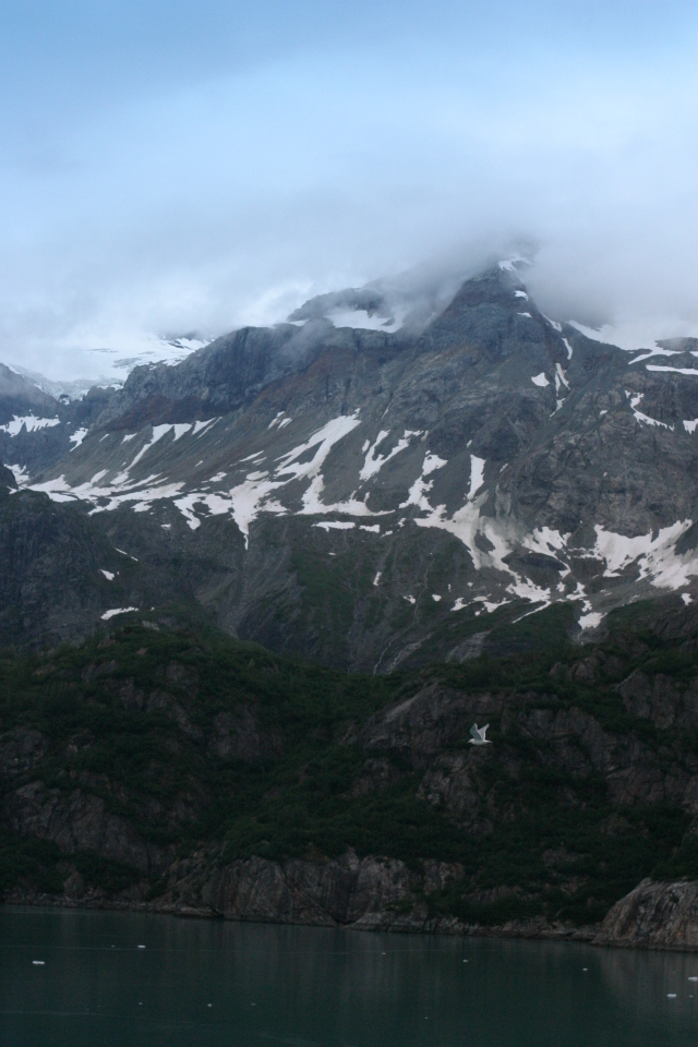 Glacier_bay_Flying_bird.jpg.jpg