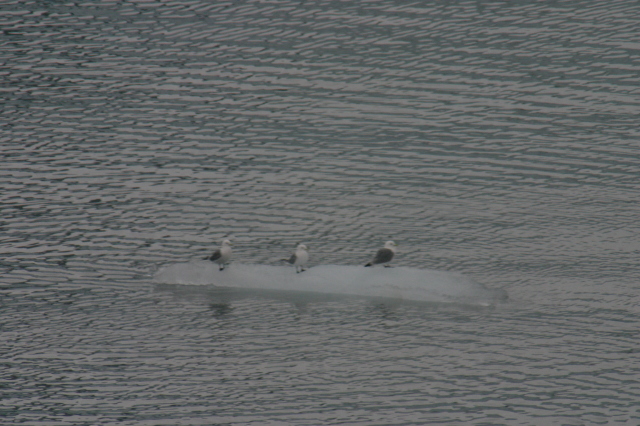 Glacier_bay_birds_on_ice.jpg