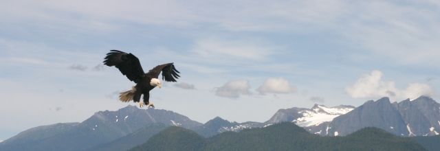Juneau_Eagle_Cropped2.jpg