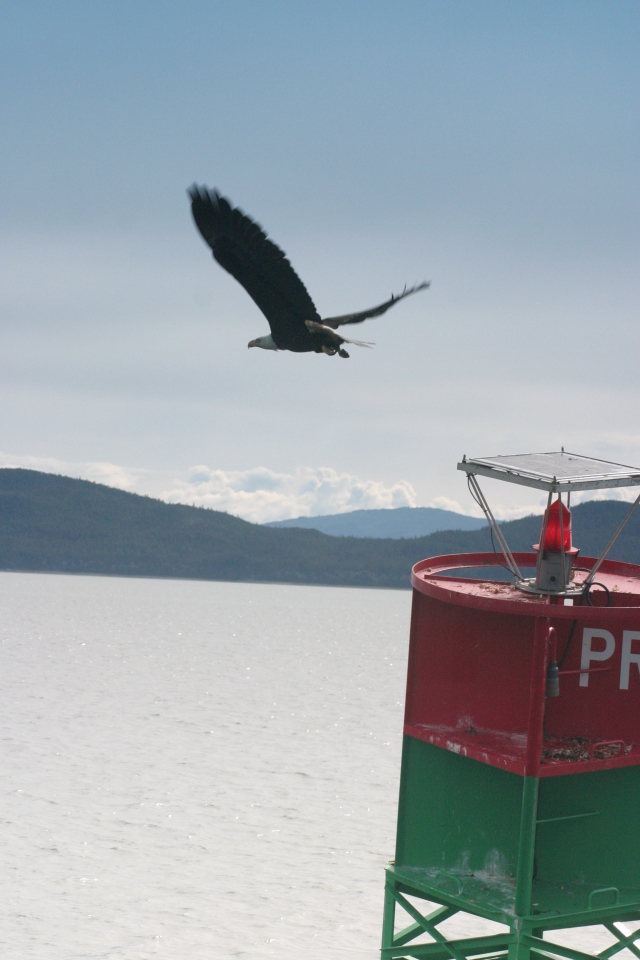 Juneau_Eagle_on_buoy.jpg