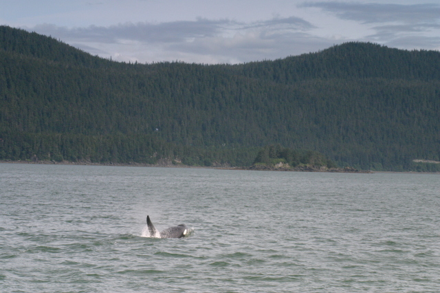 2007/07(July)/Alaska/640x480_Juneau_Orca.jpg