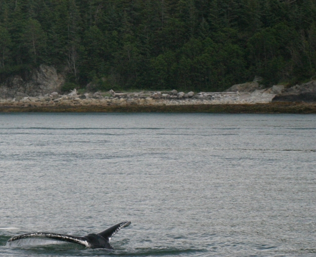 Juneau_Whale_watch9_cropped.jpg
