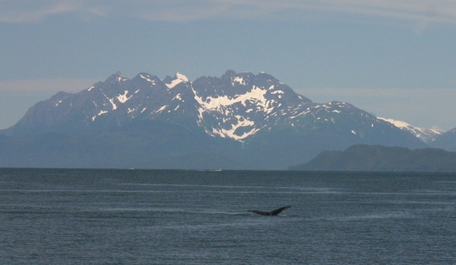 Juneau_whale_watch_tail1.jpg