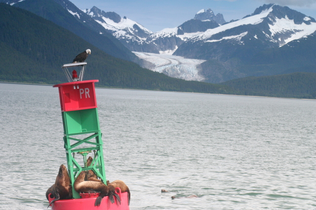 Juneau_wildlife_on_buoy.jpg