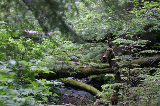 Sitka_hike_duck_in_wood.jpg