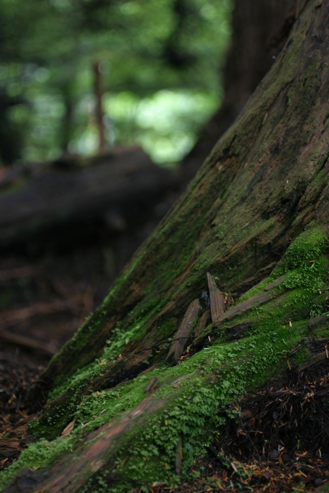 sitka_hike2.jpg