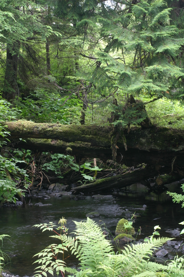 2007/07(July)/Alaska/640x480_sitka_hike3.jpg
