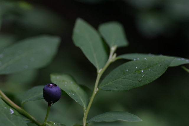 sitka_hike_blueberry.jpg