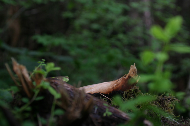 sitka_hike_curved_wood.jpg