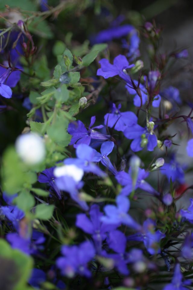 vicotria_flowers.jpg