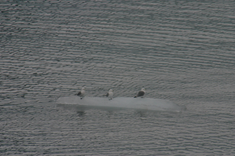 Glacier_bay_birds_on_ice.jpg