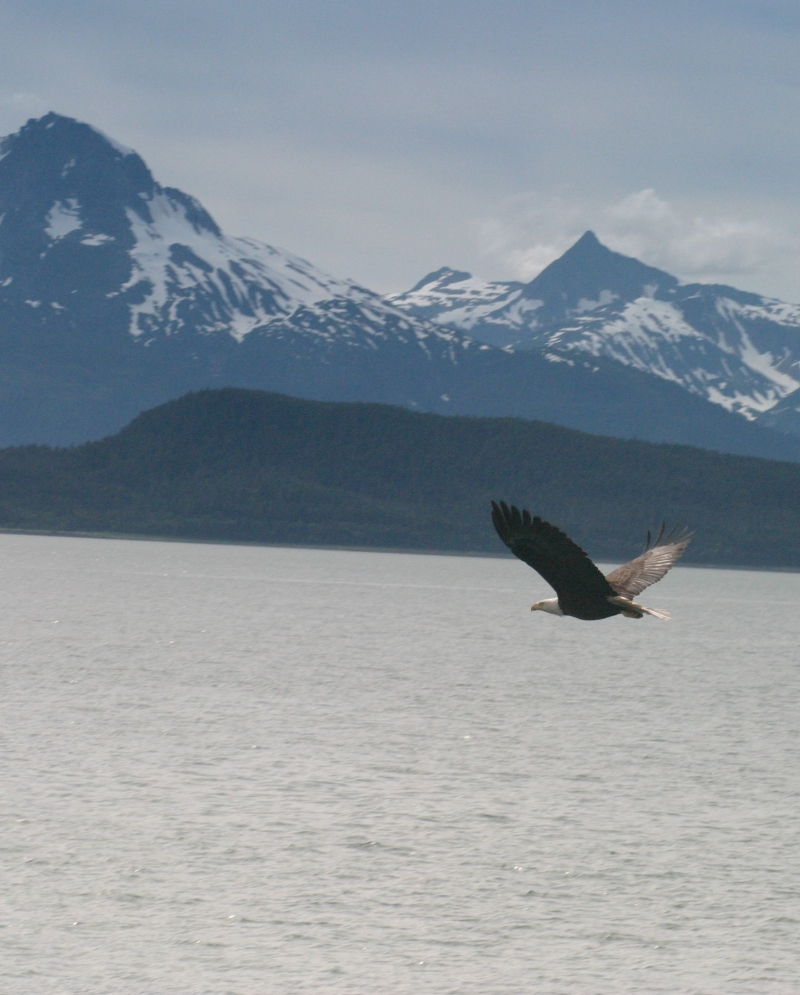 2007/07(July)/Alaska/800x600_Juneau_Eagle_Cropped.jpg