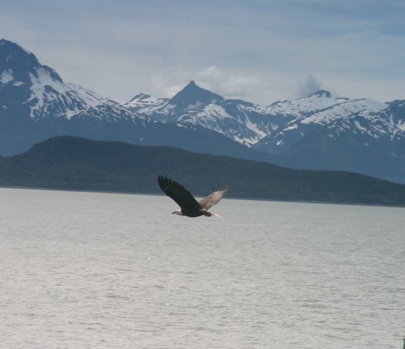 Juneau_Eagles_Flight_cropped.jpg