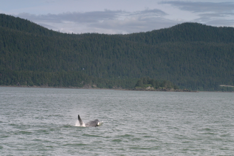 Juneau_Orca.jpg