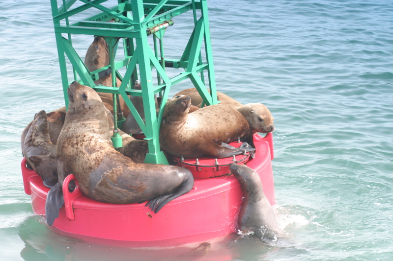 Juneau_Seals_on_Buoy.jpg