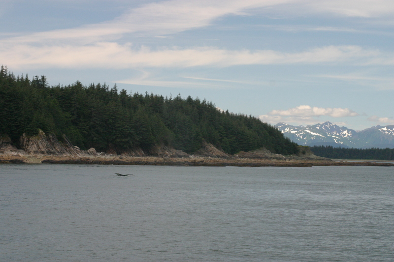 Juneau_Whale_watch4.jpg