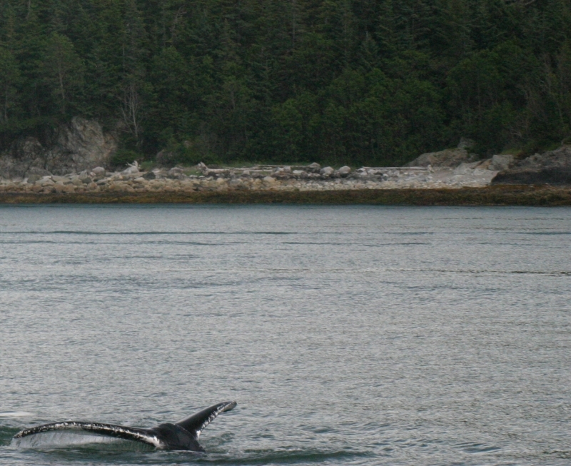 Juneau_Whale_watch9_cropped.jpg