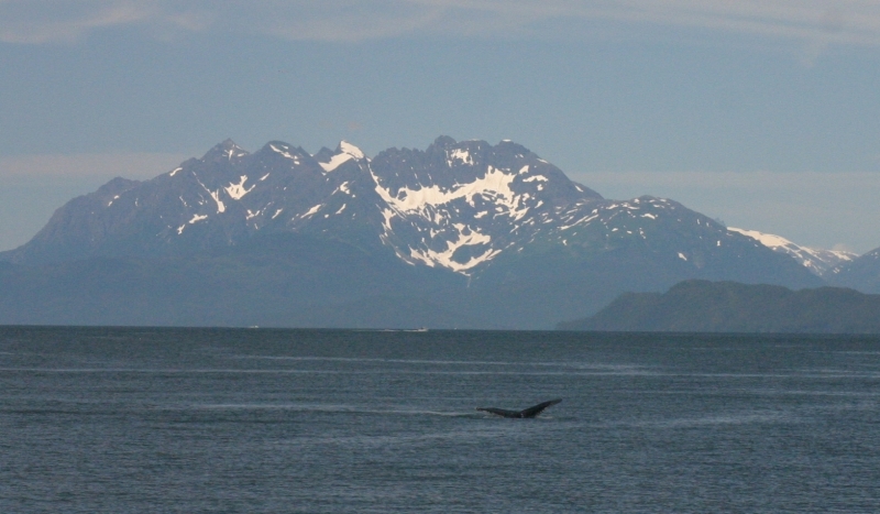 Juneau_whale_watch_tail1.jpg