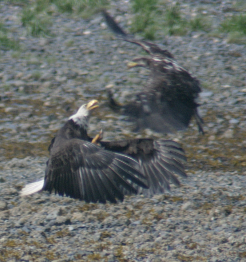 Sitka_Eagles_Fight_Cropped.jpg