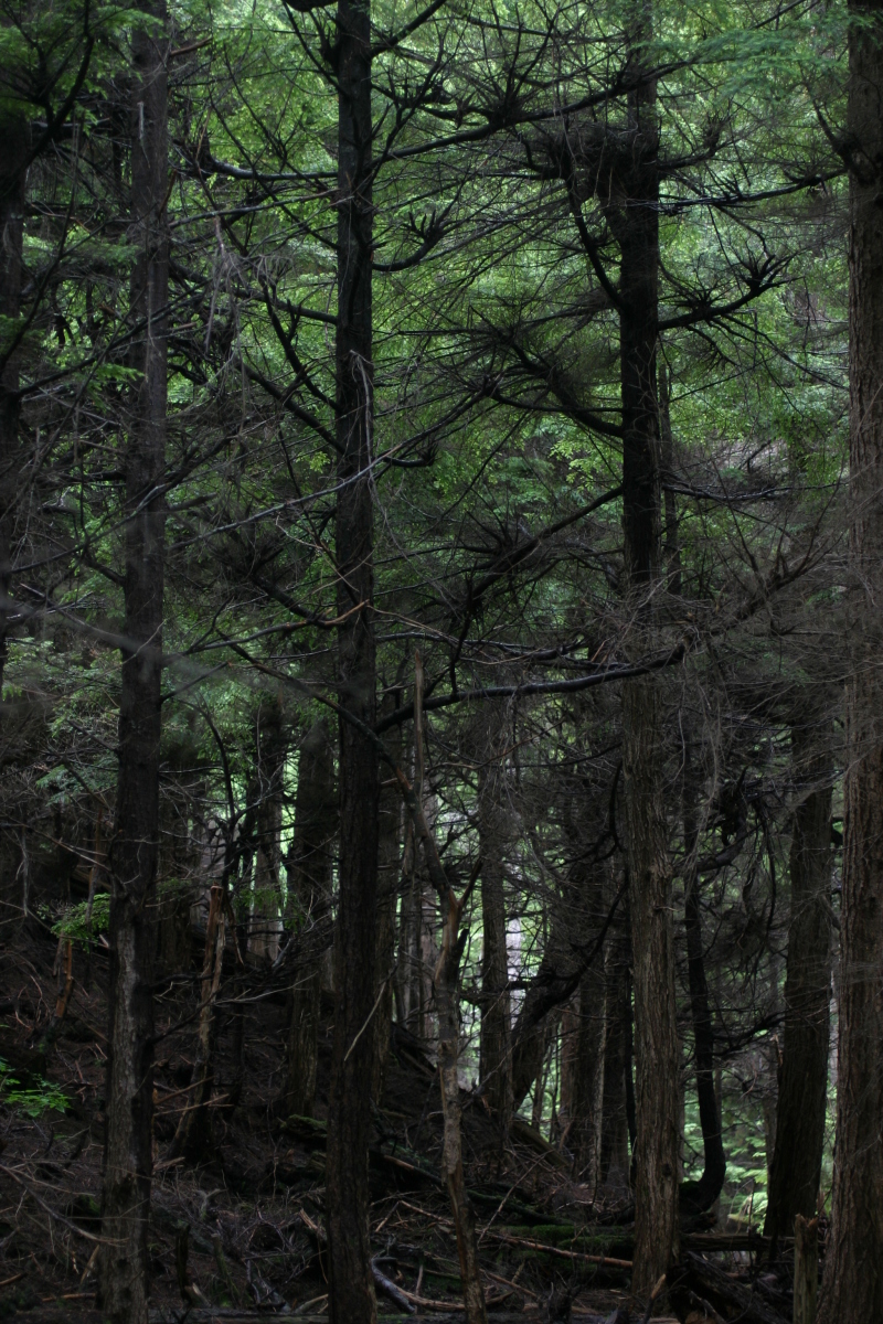 Sitka_hike_shadow_ships.jpg