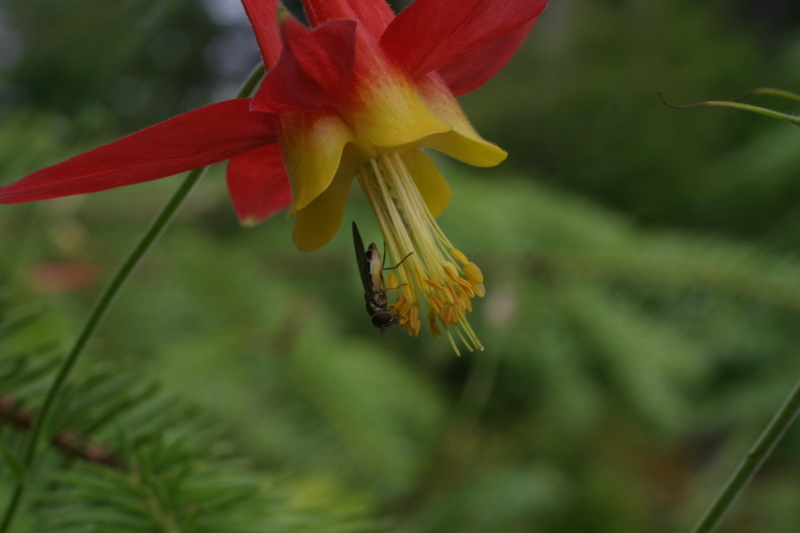 sitka_hike_columbine_fly.jpg