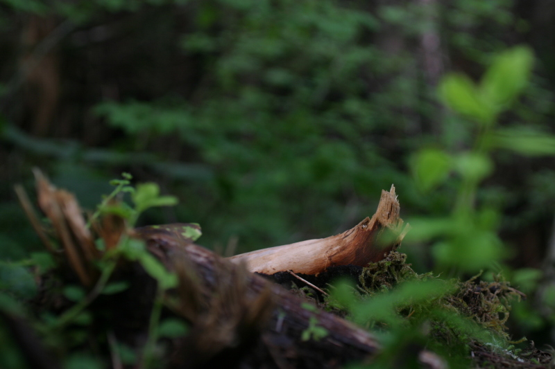 sitka_hike_curved_wood.jpg