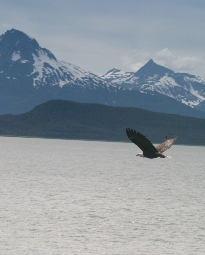 Juneau_Eagle_Cropped.jpg