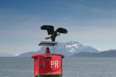 Juneau_Eagle_on-Buoy.jpg