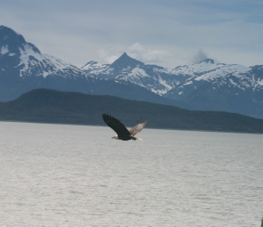Juneau_Eagles_Flight_cropped.jpg