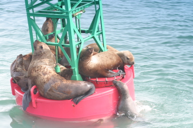 Juneau_Seals_on_Buoy.jpg