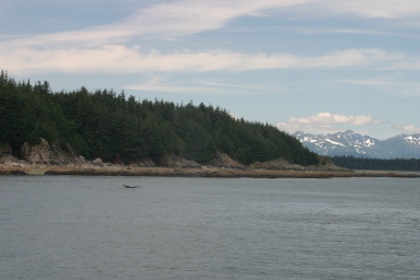 Juneau_Whale_watch4.jpg