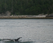 Juneau_Whale_watch9_cropped.jpg