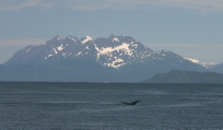 Juneau_whale_watch_tail1.jpg