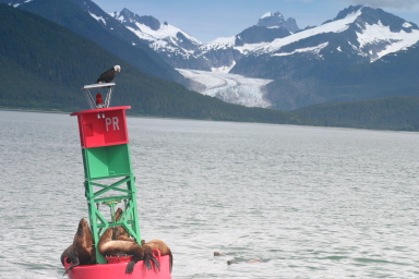 Juneau_wildlife_on_buoy.jpg