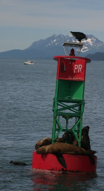 juneau_eagle_looking_at_sealion.jpg