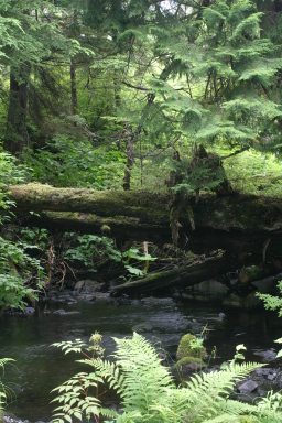 sitka_hike3.jpg