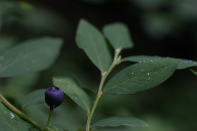 sitka_hike_blueberry.jpg