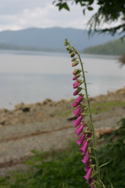 sitka_hike_foxglove_on_beach.jpg