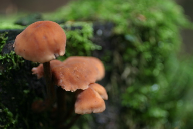 sitka_hike_mushroom.jpg