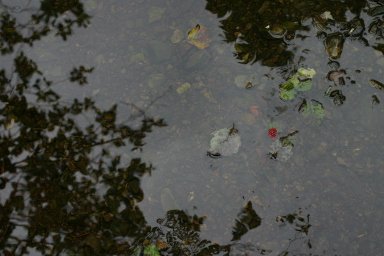 sitka_hike_salmonberry_water.jpg