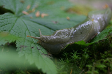 sitka_hike_slug.jpg