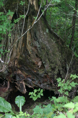 sitka_hike_tree.jpg