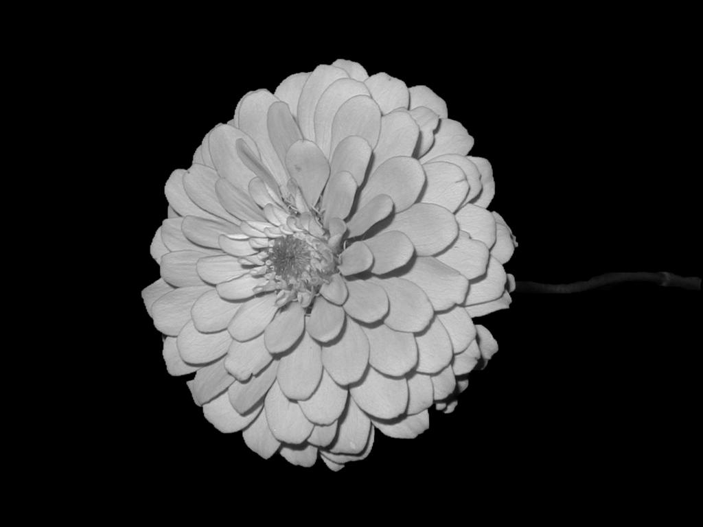 FlowerBlack-1.jpg