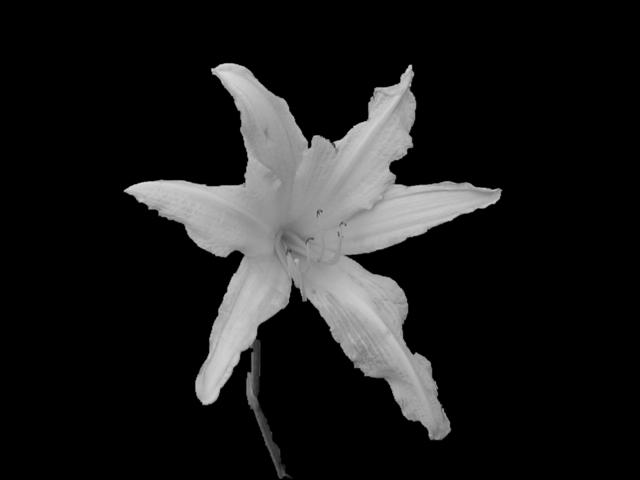 FlowerBlack-6.jpg