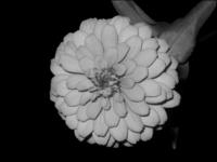 FlowerBlack-3.jpg