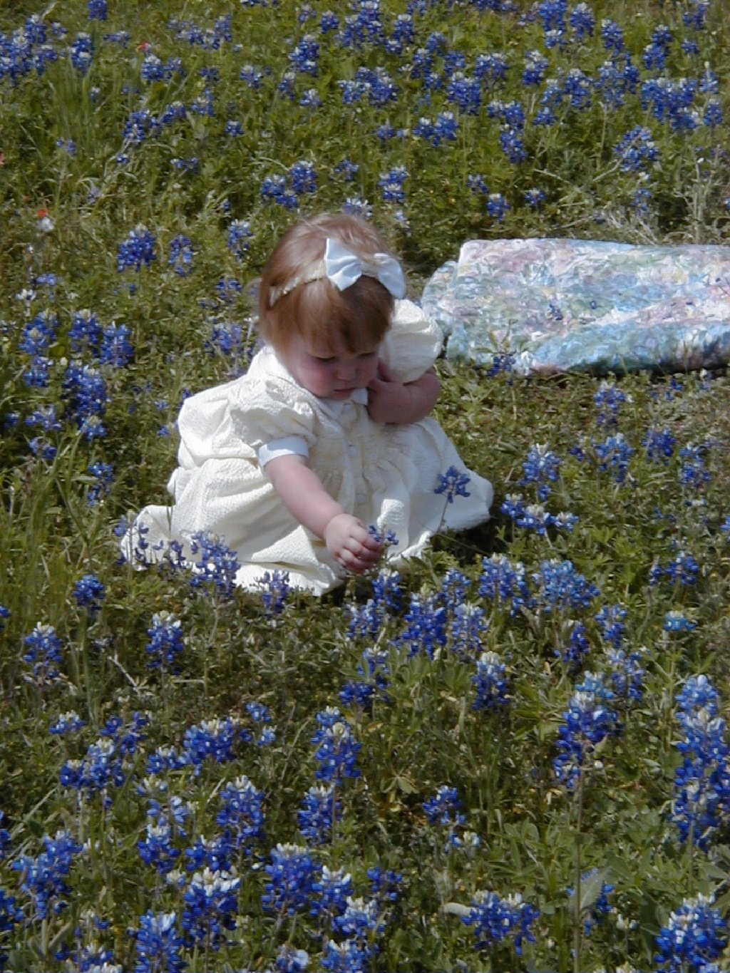 Bluebonnets-08.JPG
