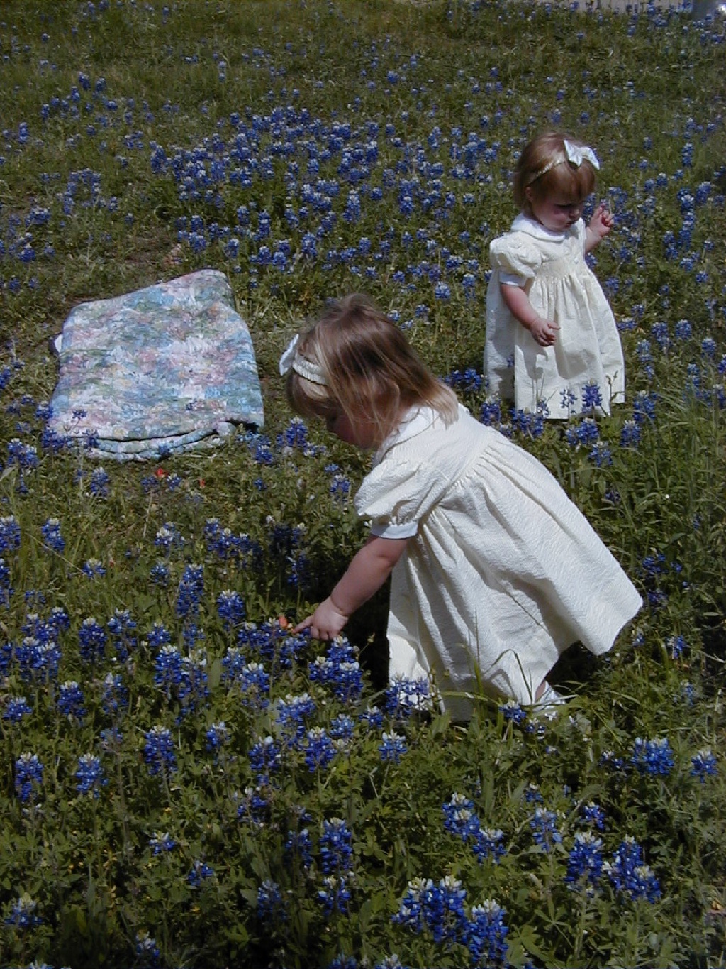 Bluebonnets-10.JPG