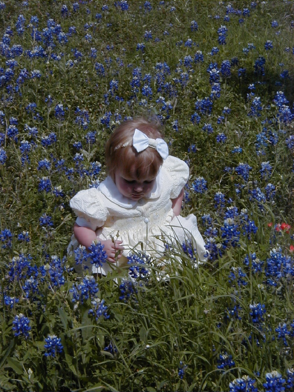 camera/2000/03(March)/03_26_Bluebonnets/1024x768_Bluebonnets-13.JPG