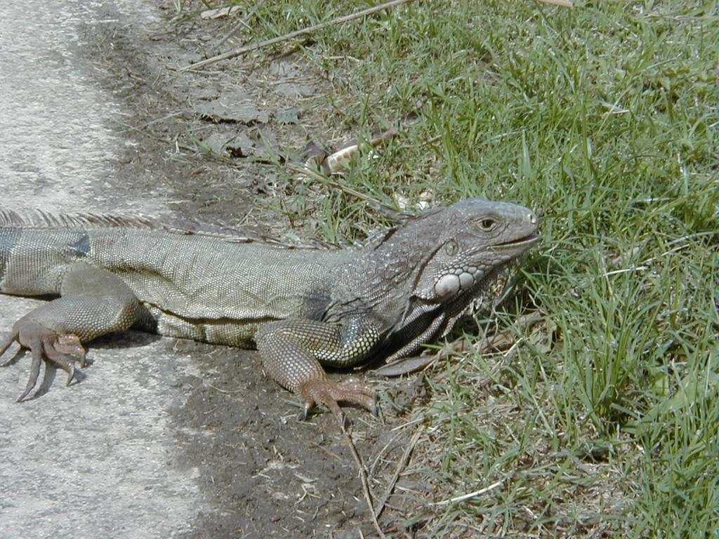 camera/2000/03(March)/PuertoRico/Golf/1024x768_P3020028.JPG