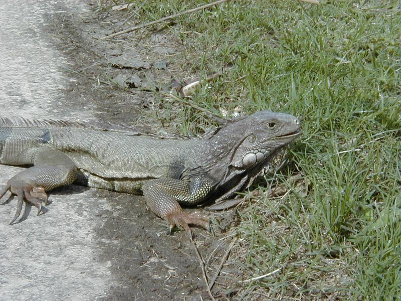 camera/2000/03(March)/PuertoRico/Golf/800x600_P3020028.JPG